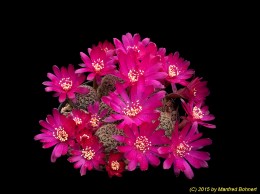 Sulcorebutia vasqueziana ssp. alba HS76 1204